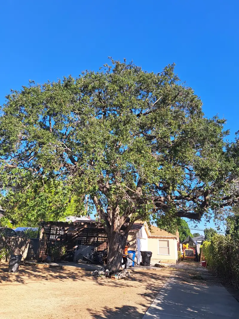 The same tree after Lucky7TreeServicesInc trimming