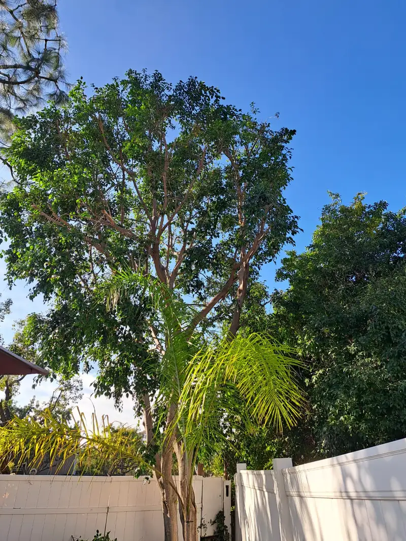 The same property after Lucky7TreeServicesInc tree work