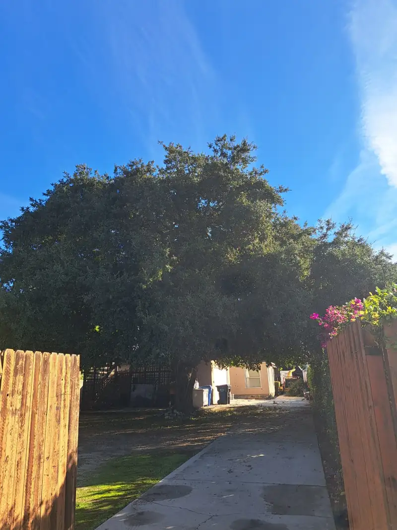 Overgrown tree before Lucky7TreeServicesInc trimming