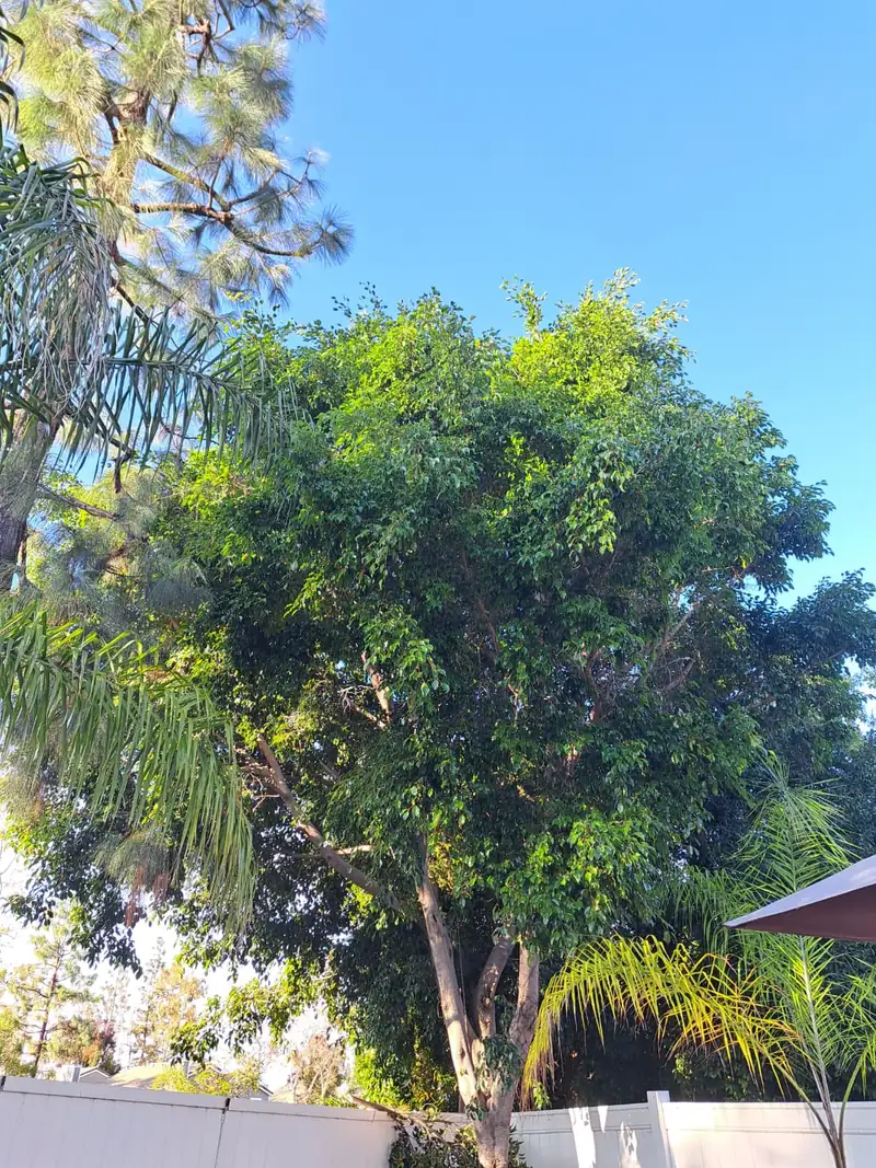 Second property before Lucky7TreeServicesInc tree work