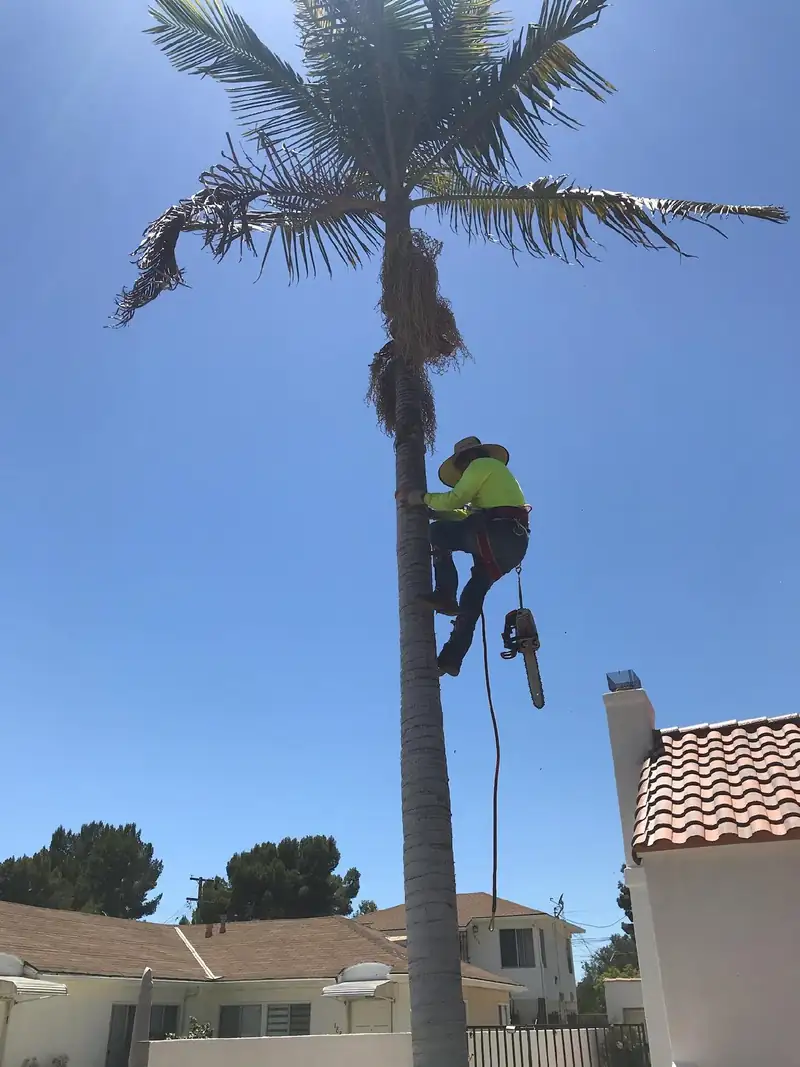 Lucky7TreeServicesInc climber trimming a palm tree