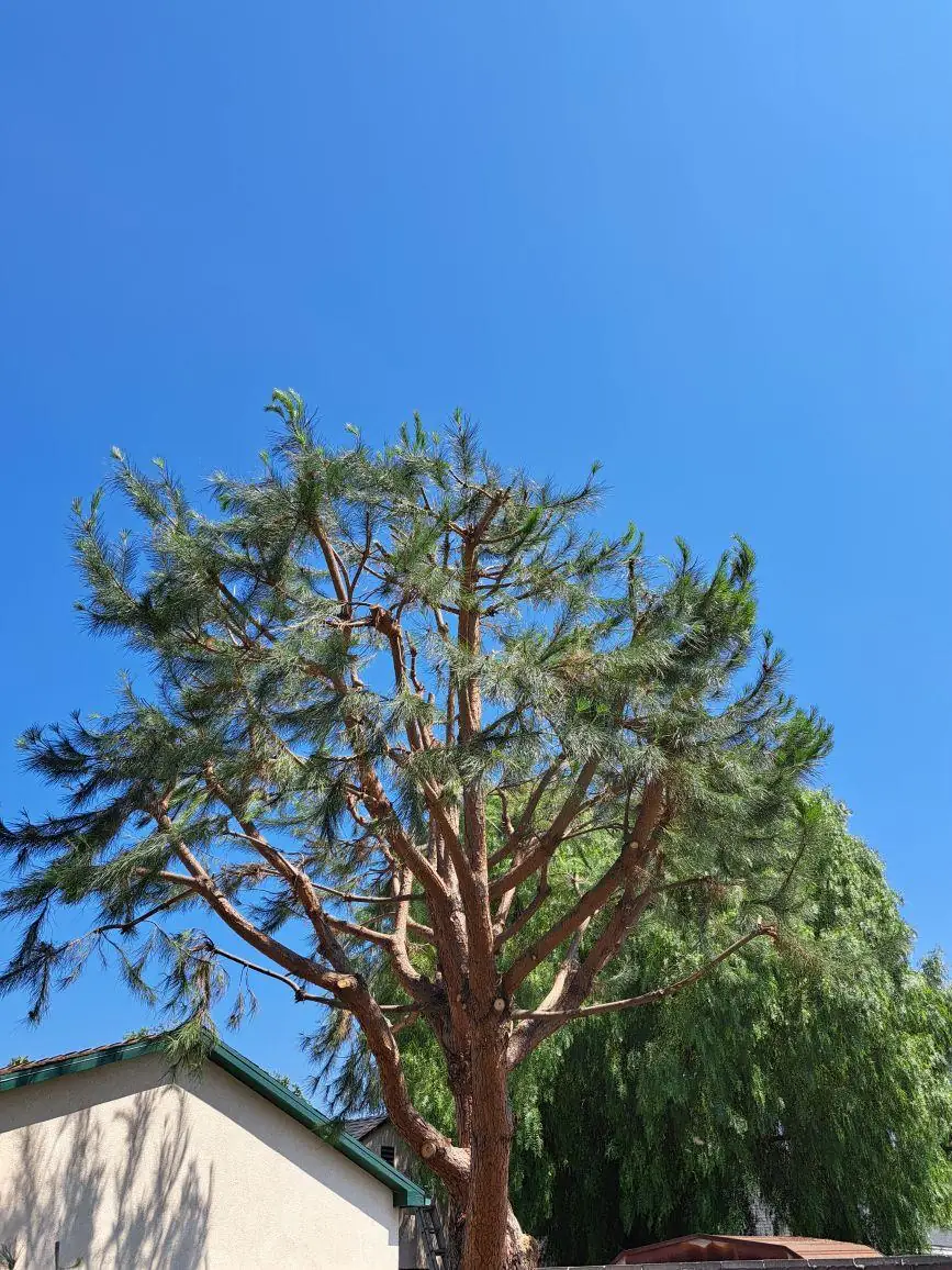 Tall pine tree after trimming, with an open, thinned canopy