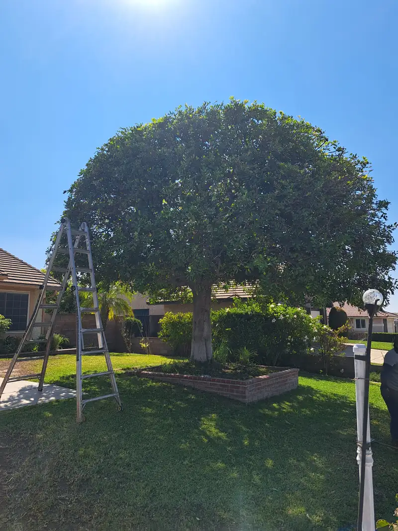 Large shade tree trimmed into a rounded canopy, with a ladder beside it