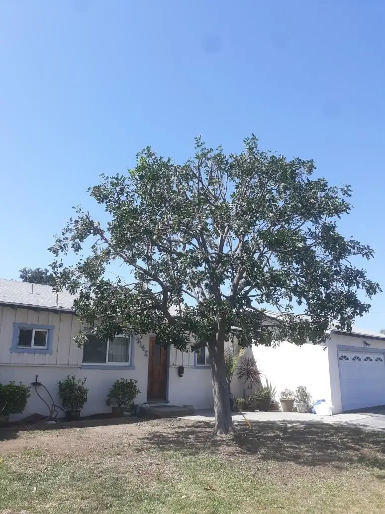 Front-yard shade tree with a thinned canopy, in the San Gabriel Valley