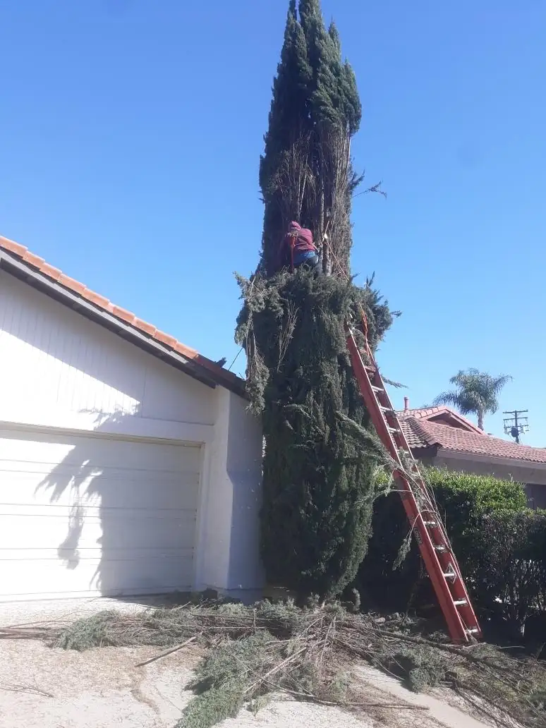 Climber trimming a tall cypress, with a ladder against it and cut branches below