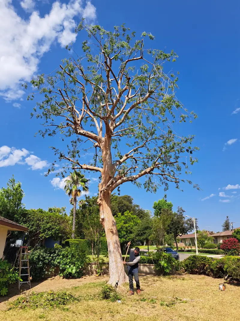 Tall smooth-barked tree after pruning, with a thinned crown