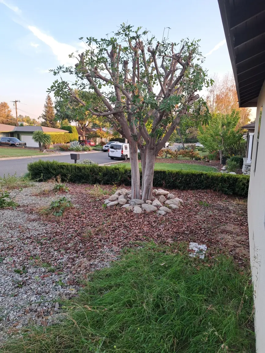 Multi-trunk yard tree after trimming, with a ring of rocks at its base