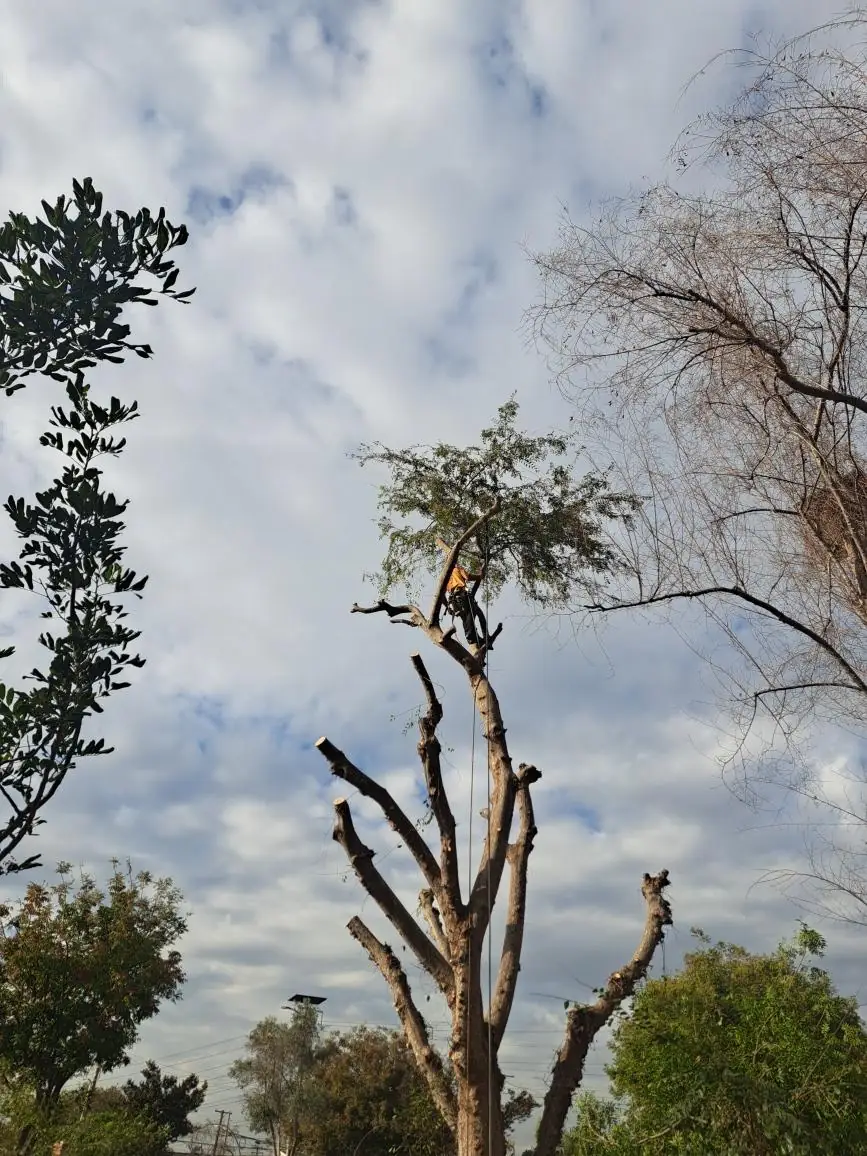 Climber high in a tall tree, its limbs cut back to stubs during a heavy trim