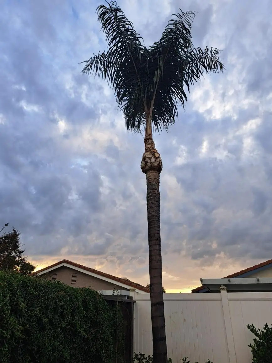 Tall palm after trimming, against an evening sky