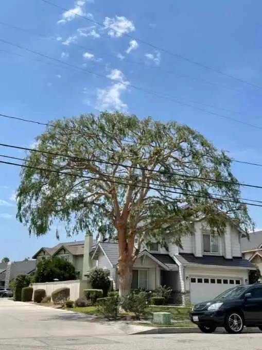 Tall eucalyptus in front of a two-story house