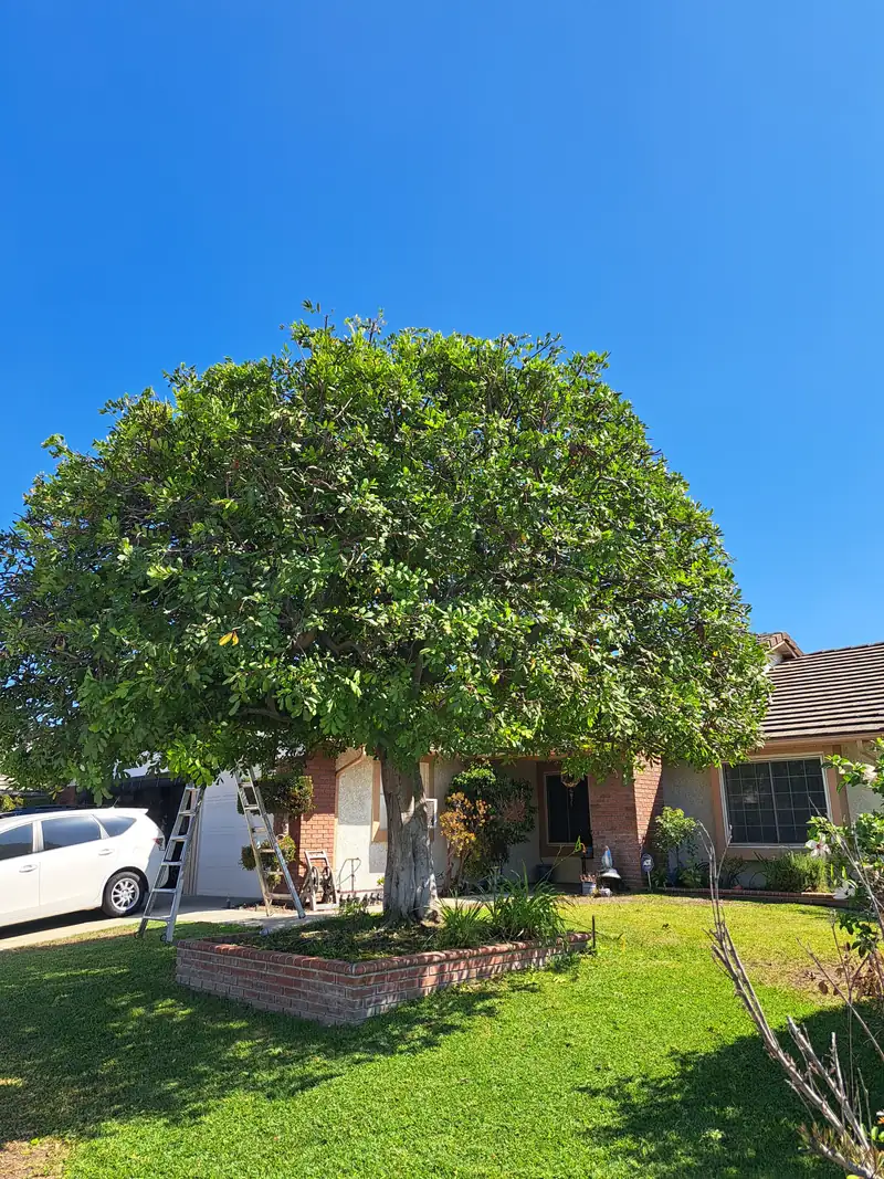 Large shade tree with a freshly rounded canopy and two ladders beside it