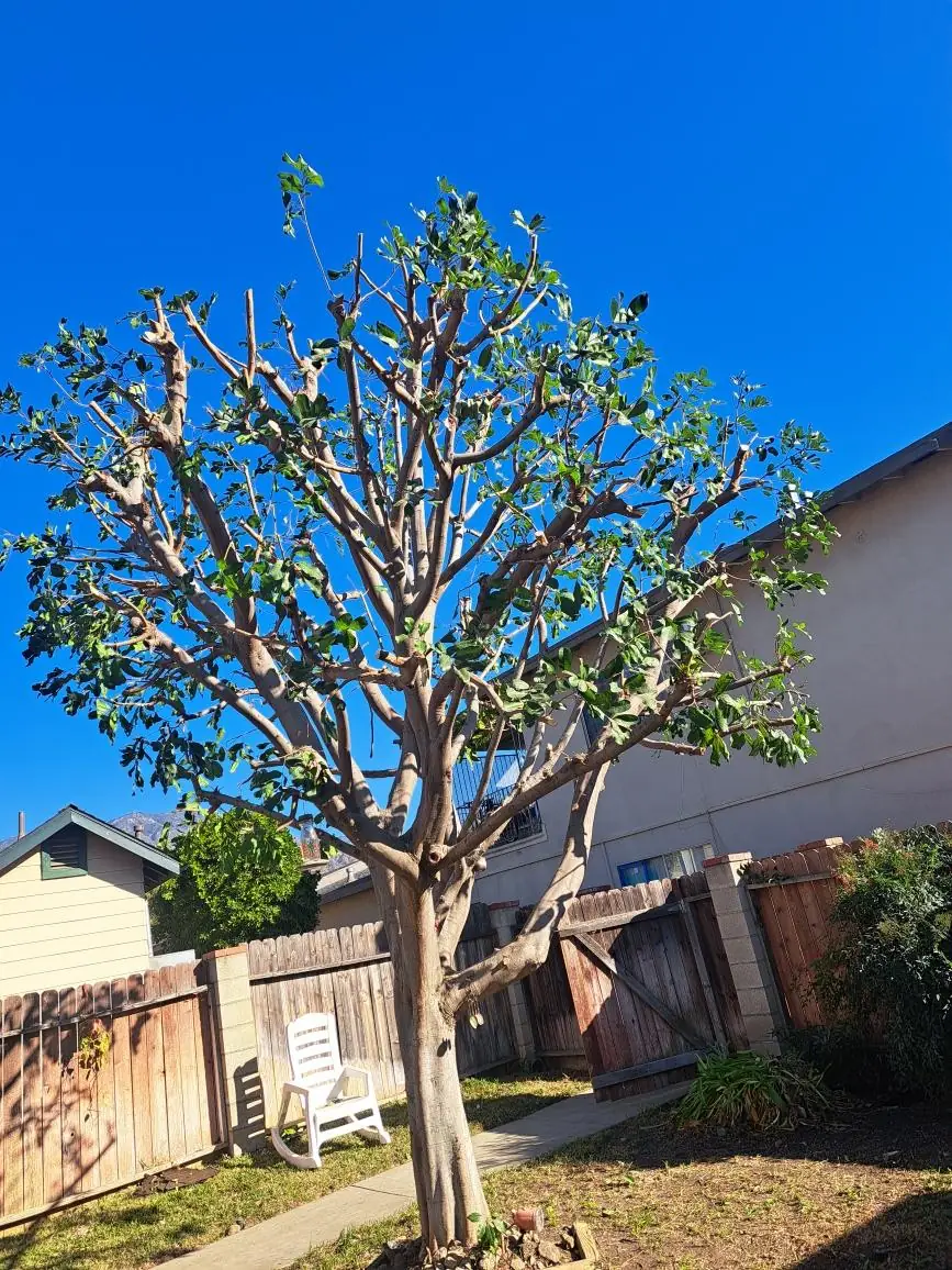 Backyard tree pruned to an open shape